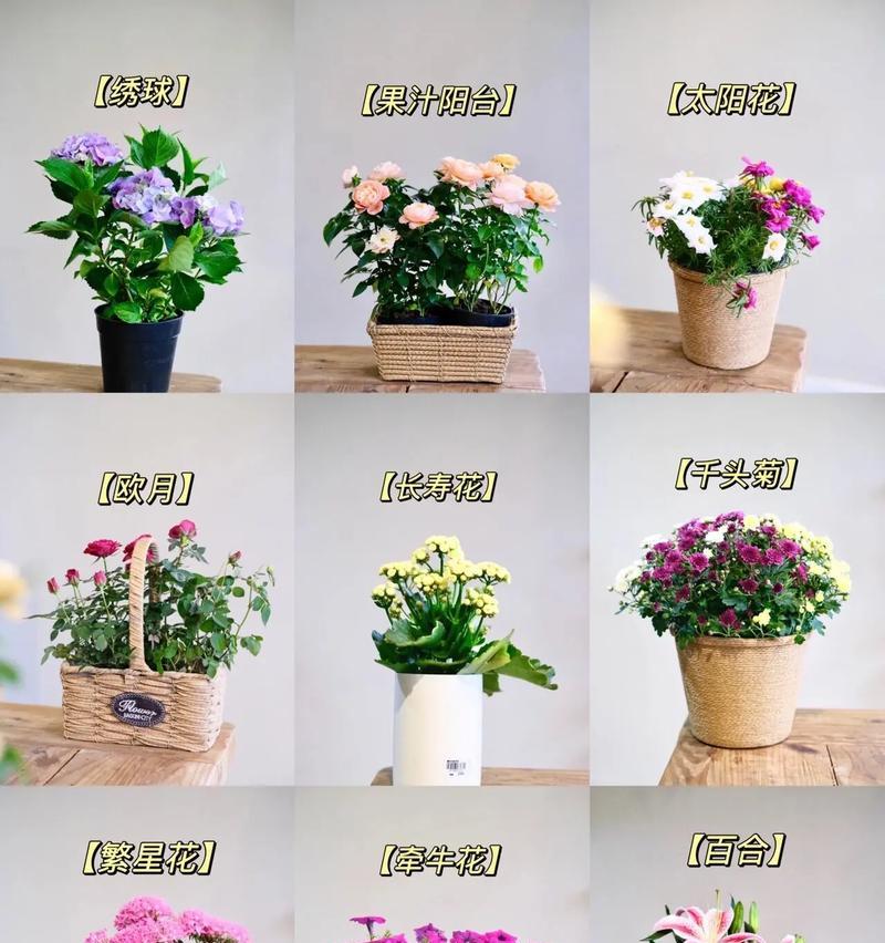 米奇仙人掌花的养护方法是什么？如何养好？