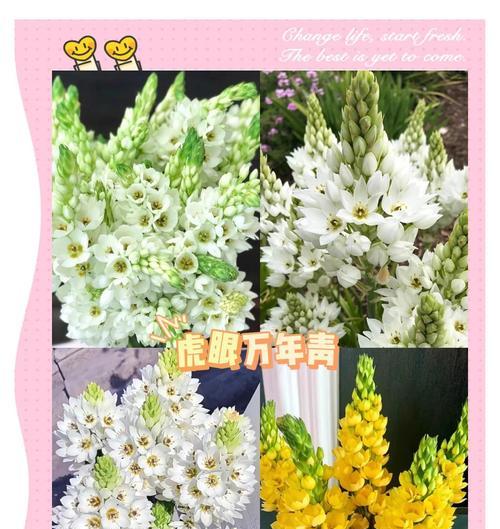 万年青的花语代表什么含义？