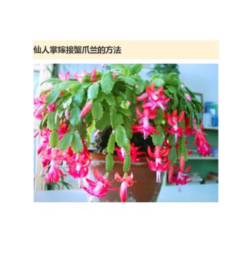 米奇仙人掌花的养护方法是什么？如何养好？