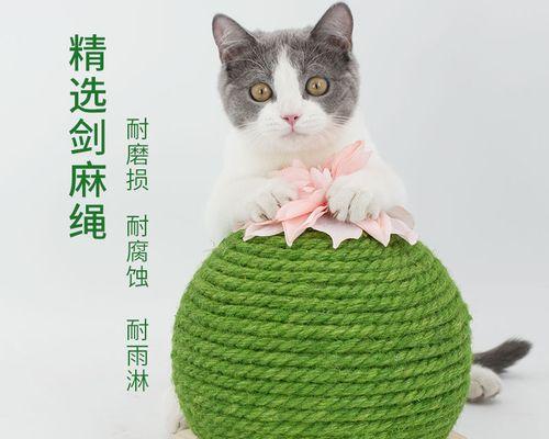 小喵咪仙人掌养殖需要注意什么？