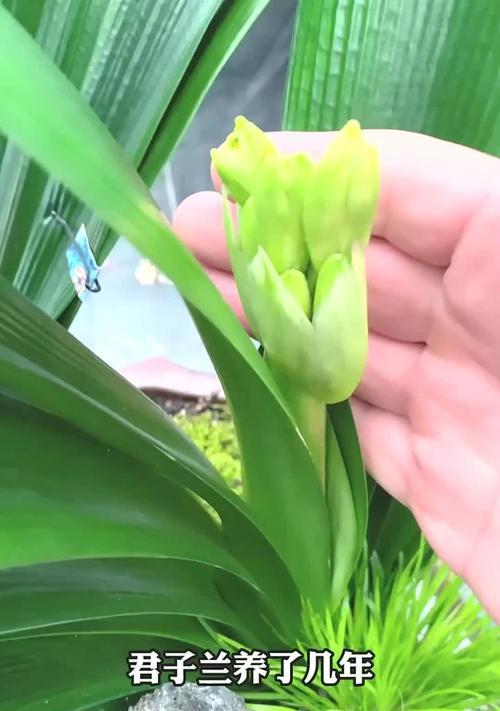 绿植养护君子兰怎么养？