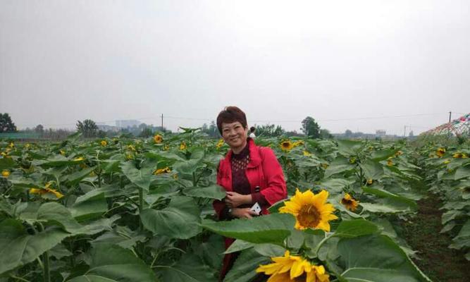 姐妹名字中的花语代表什么？