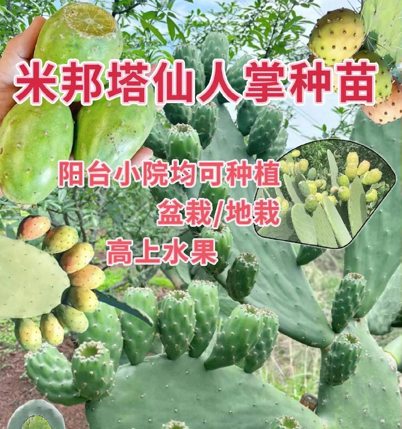 仙人掌盆栽为何会开很多花？