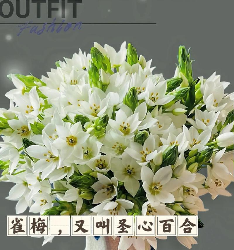 哪些花语既浪漫又带有一丝遗憾？