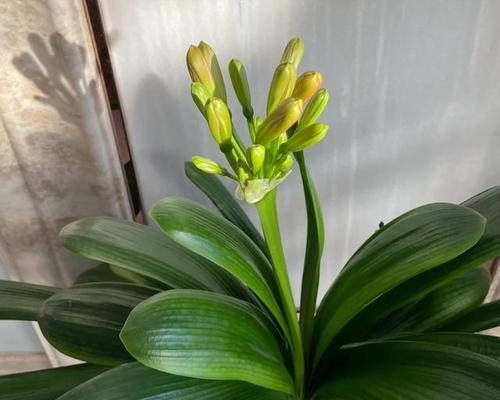 君子兰夹剪花箭后的养护方法是什么？