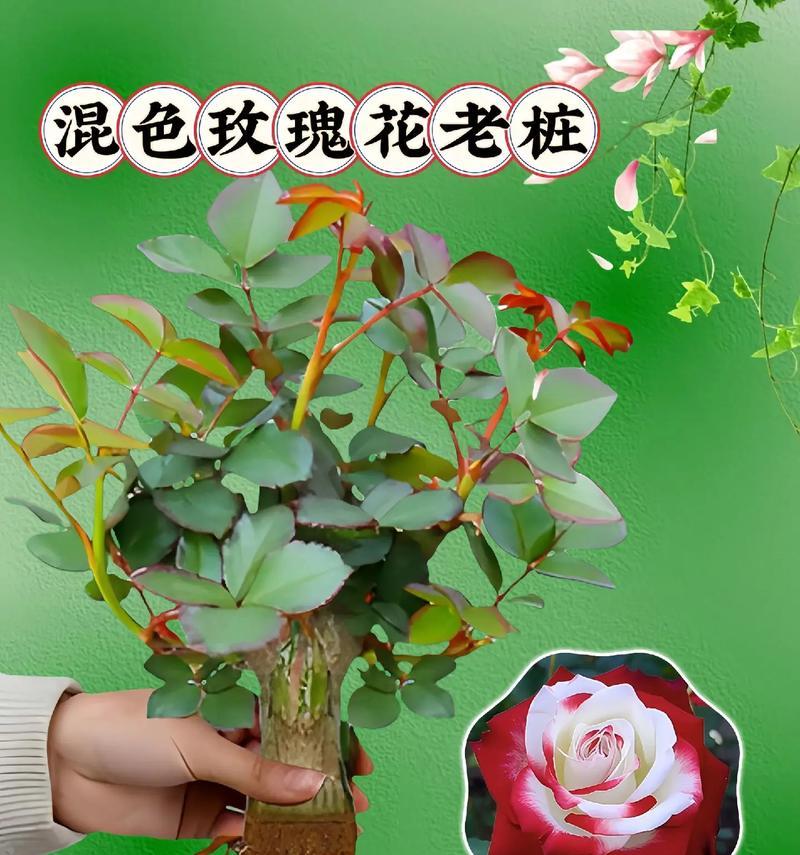 盆景玫瑰花的栽种方法是什么？有哪些步骤？