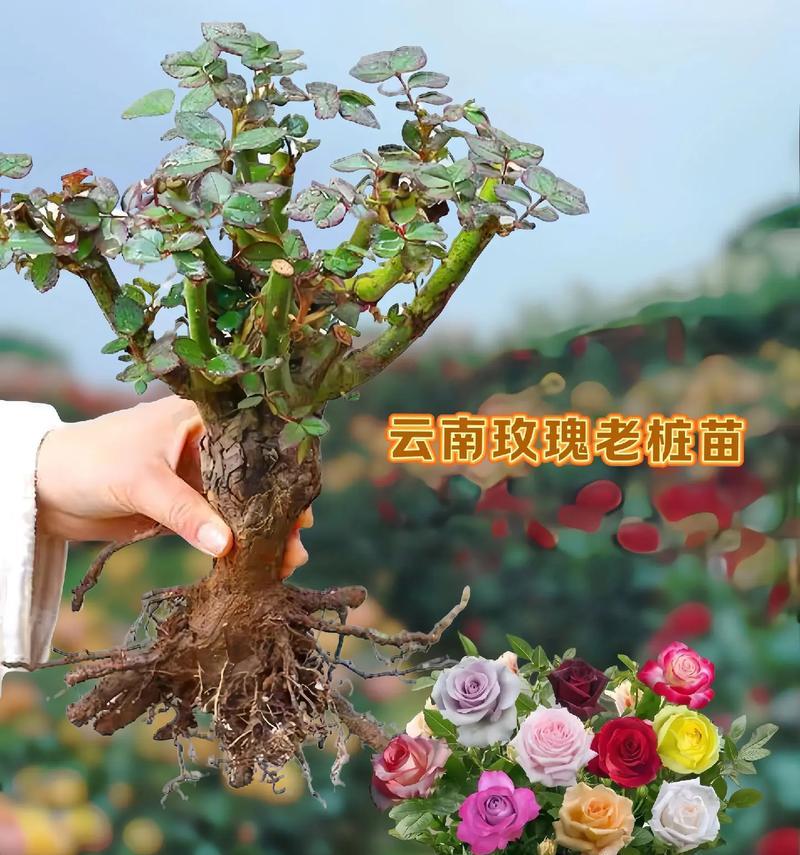 盆景玫瑰花的栽种方法是什么？有哪些步骤？