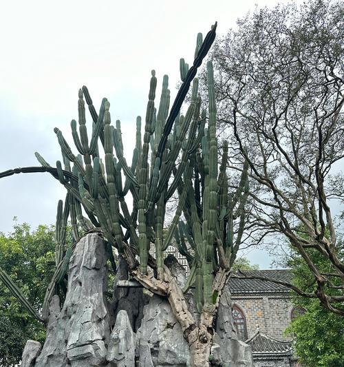 佛掌植物仙人掌怎样才能开花？养护技巧有哪些？