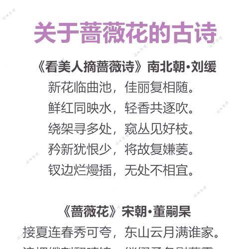 蔷薇花一支的花语有何深意？