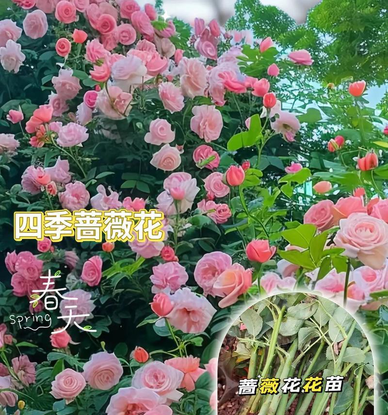 蔷薇花一支的花语有何深意？