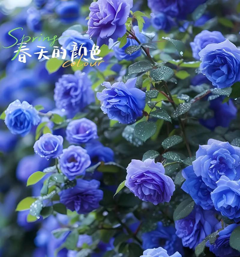 蓝色妖姬的花语是什么？它在爱情中代表了什么？