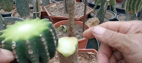 落地花绿植仙人掌的养护方法是什么？如何正确养护落地花绿植仙人掌？