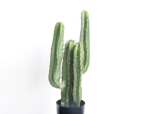 落地花绿植仙人掌的养护方法是什么？如何正确养护落地花绿植仙人掌？
