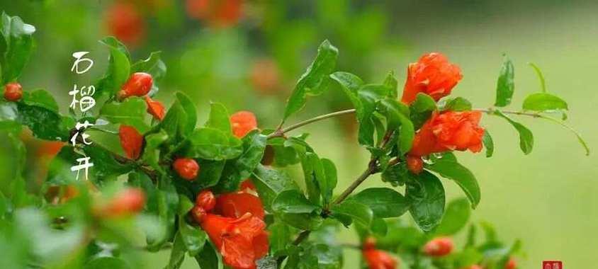 石榴花和无忧花的花语有何区别？