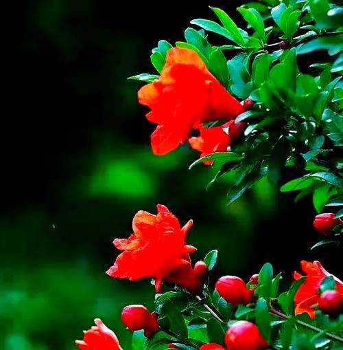 石榴花和无忧花的花语有何区别？