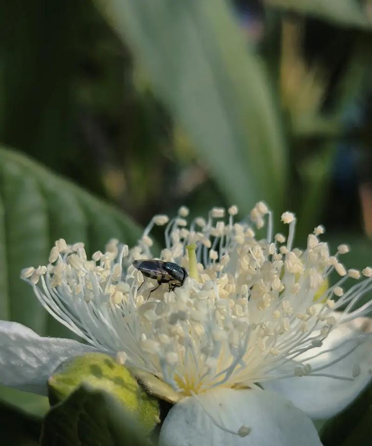 石榴花和无忧花的花语有何区别？
