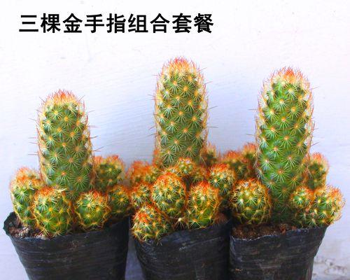 石头做仙人掌盆栽好吗？如何正确养护？