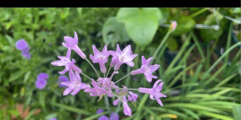 碎冰紫玫瑰花的品种特点和养护要点是什么？