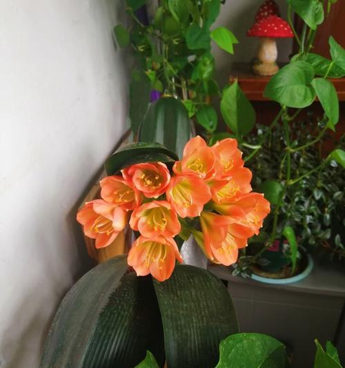 哪些君子兰品种开花困难？