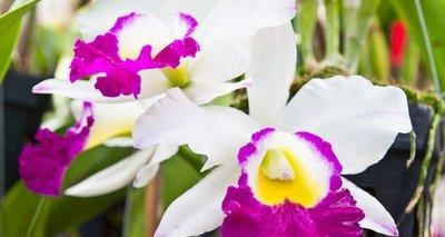 大方不计较的花语代表什么？