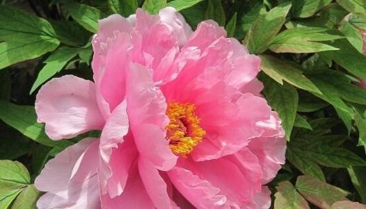 牡丹花抹芽的原因是什么？