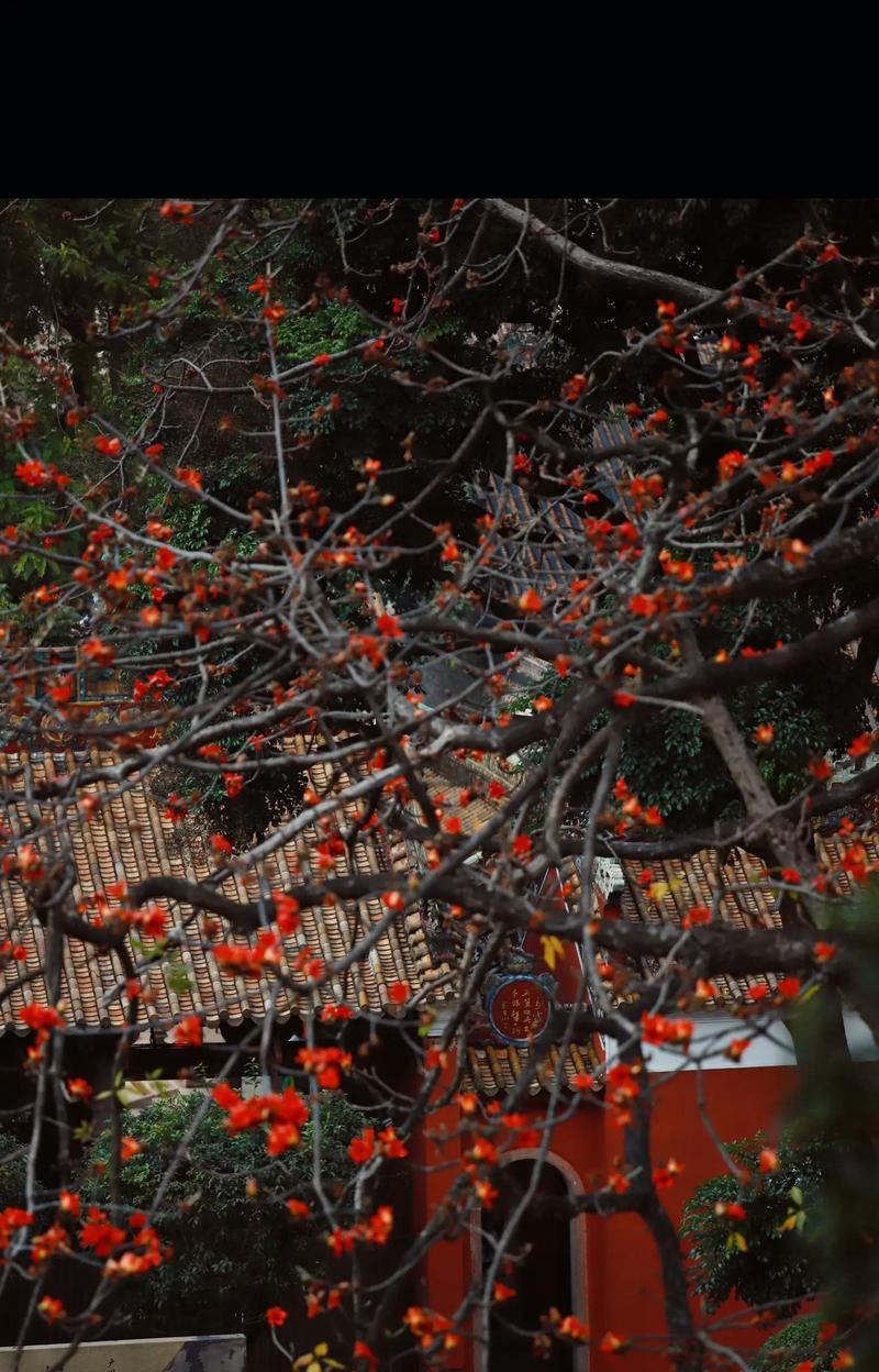 木棉花有哪些功效？它的花语是什么？