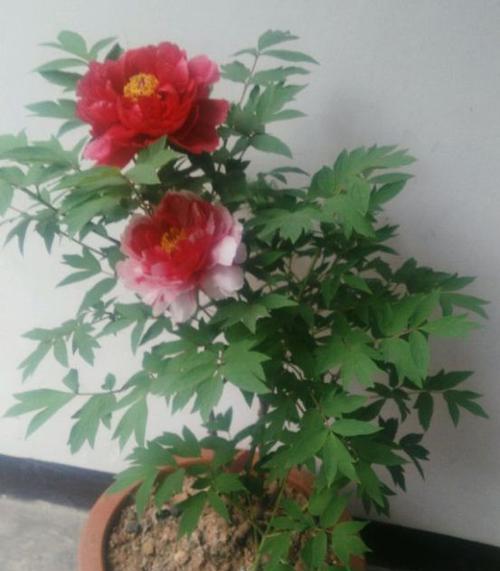 牡丹花抹芽的原因是什么？