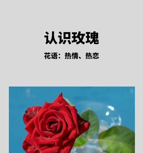 玫瑰花语中数量的意义是什么？