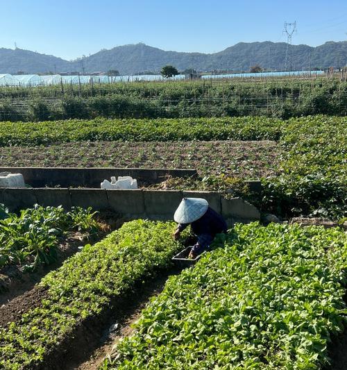 琥珀馆仙人掌的种植方法是什么？有哪些特别的养护技巧？
