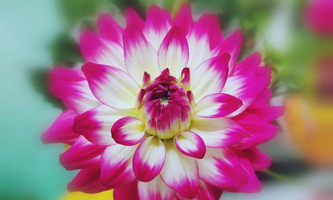 独蒜兰的花语寓意有何特别之处？
