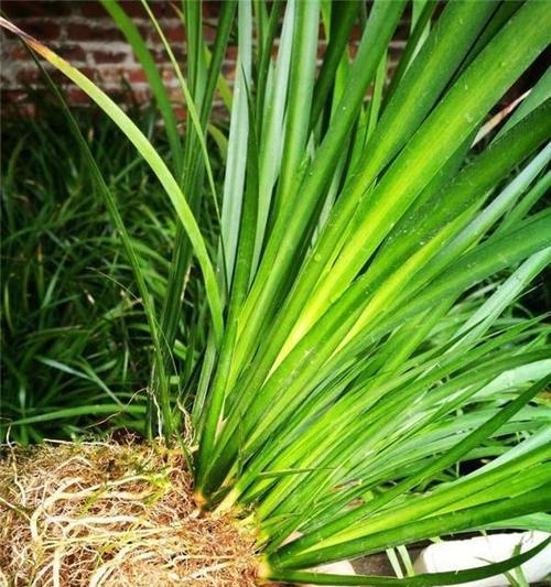 琥珀馆仙人掌的种植方法是什么？有哪些特别的养护技巧？