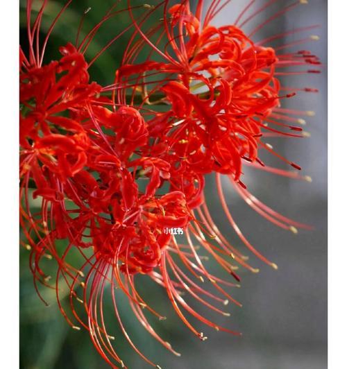 独蒜兰的花语寓意有何特别之处？