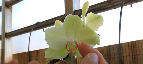 琥珀馆仙人掌的种植方法是什么？有哪些特别的养护技巧？