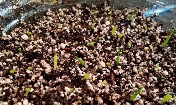 仙人掌苗盆栽的养护与浇水技巧是什么？
