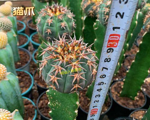 无刺彩色仙人球的养殖方法是什么？