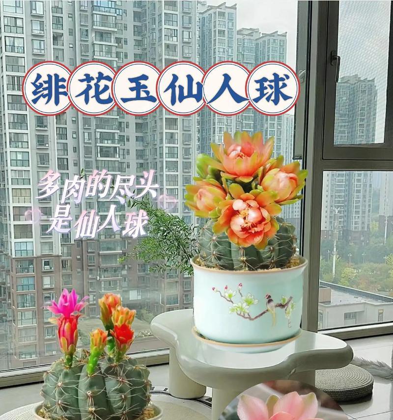 无刺彩色仙人球的养殖方法是什么？