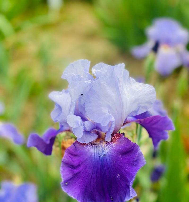 紫鸢尾花的花语有哪些含义？紫鸢尾花象征着什么？
