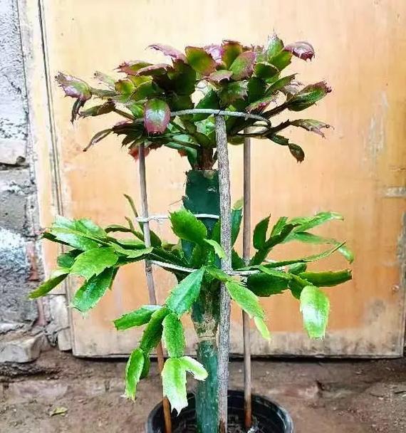 大脸盘仙人掌的种植步骤和技巧是什么？