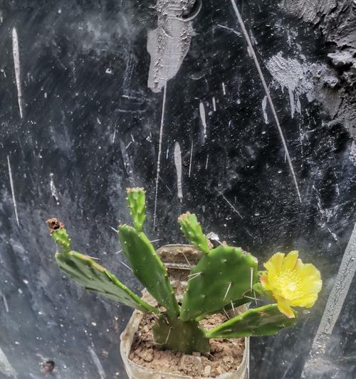大脸盘仙人掌的种植步骤和技巧是什么？