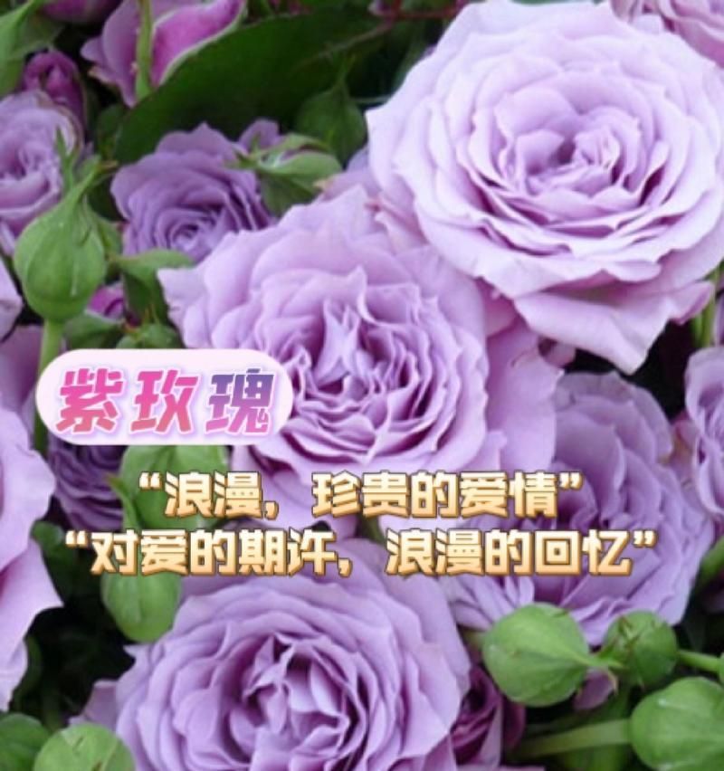 粉紫色玫瑰代表什么？花语有哪些？