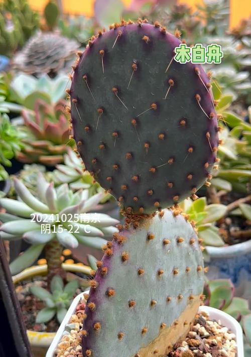 仙人掌的耐涝性和耐寒性如何？
