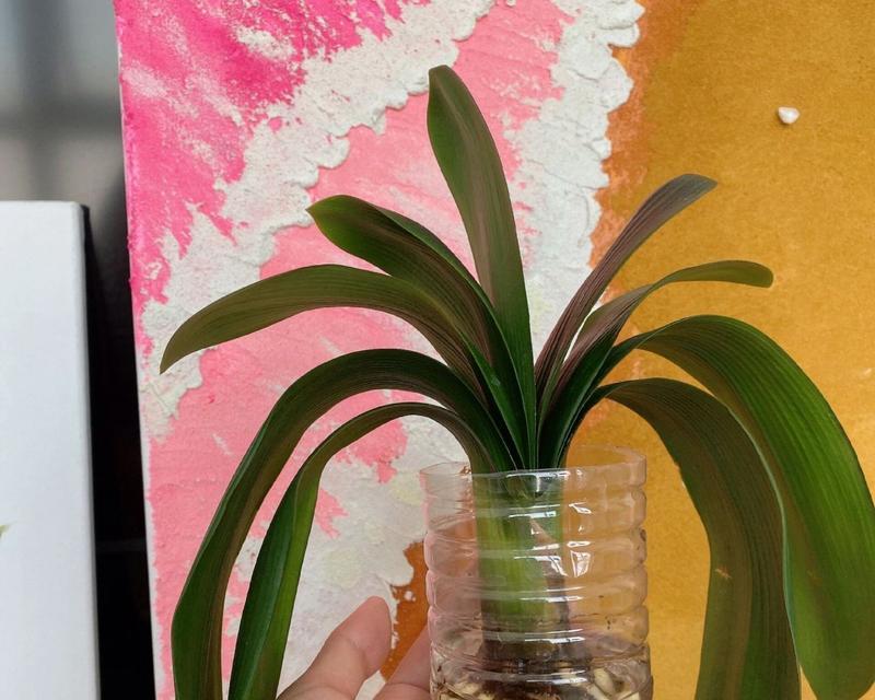 水培君子兰带苞时应注意什么？如何促进花朵顺利开放？