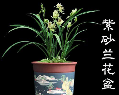 牡丹花盆颜色选择有什么讲究？