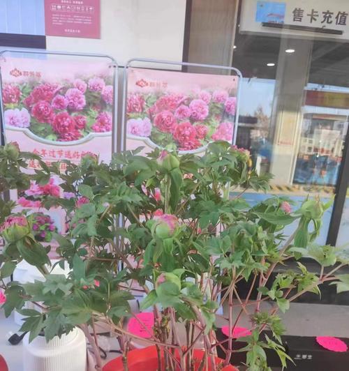 牡丹花盆颜色选择有什么讲究？
