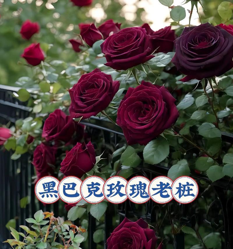 成全付出的花语代表什么？付出成全的花语有何含义？