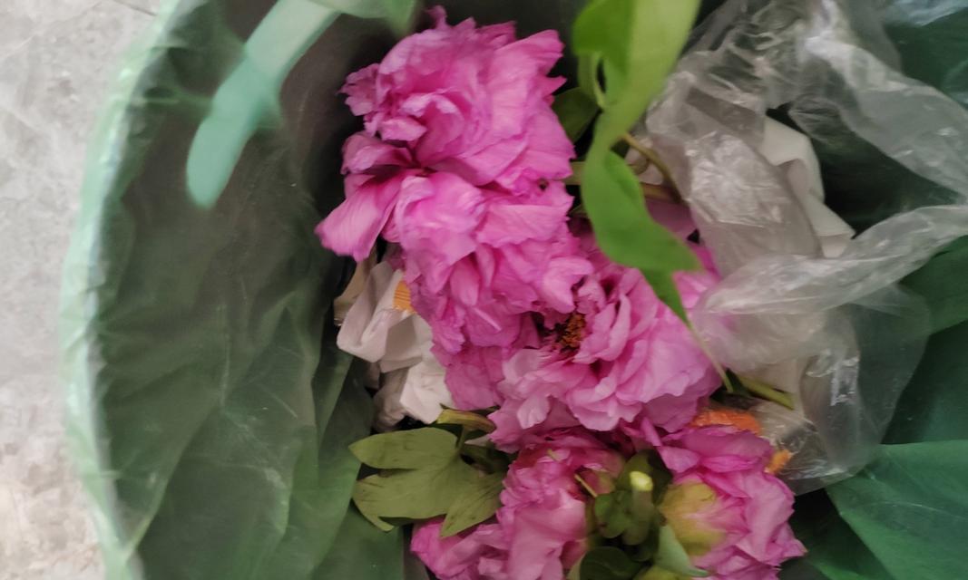 牡丹花枯萎的原因及预防措施？