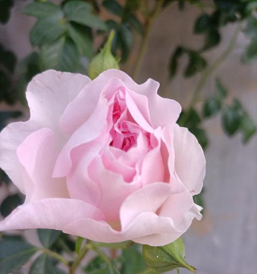 成全付出的花语代表什么？付出成全的花语有何含义？