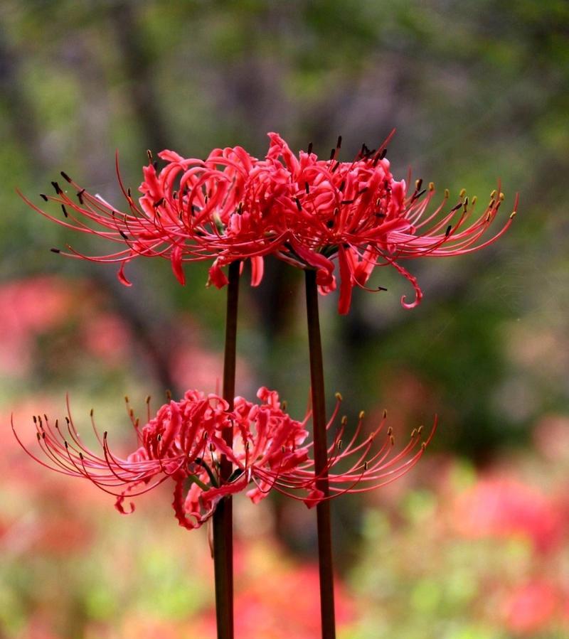 叶子花属的花语是什么？它象征着什么？