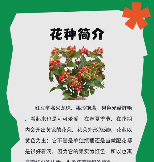 叶子花属的花语是什么？它象征着什么？