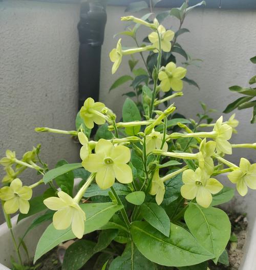 叶子花属的花语是什么？它象征着什么？